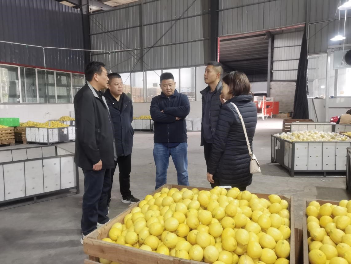 調研檸檬之都，探尋水果合作機遇
